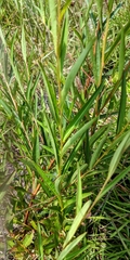 Ludwigia virgata