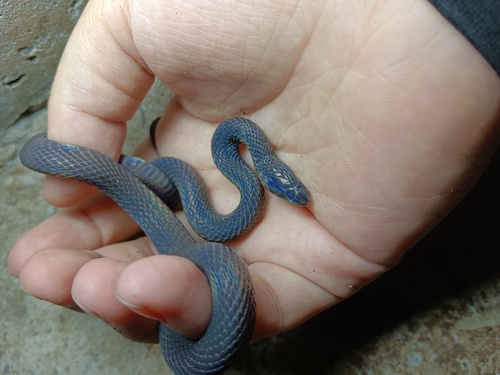 Szechwan Odd-scaled Snake