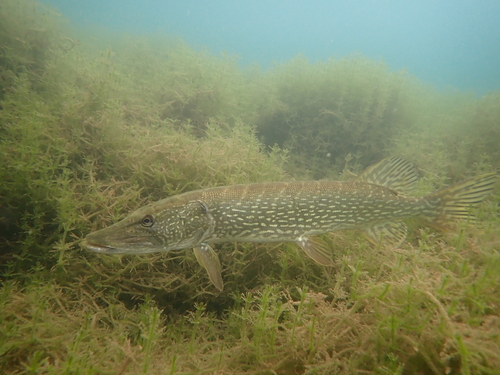 Northern Pike