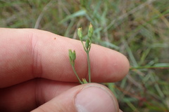 Hypericum gymnanthum