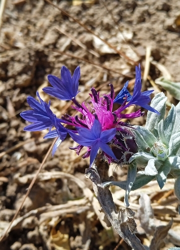 Image of Centaurea depressa by (c) Igor Karyakin, some rights reserved (CC BY)
