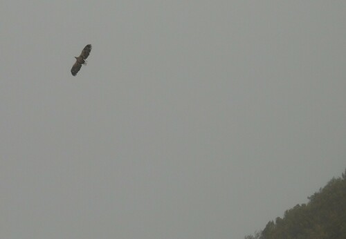 White-tailed Eagle