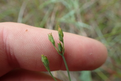 Hypericum gymnanthum