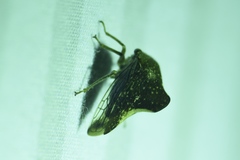 Telamona monticola