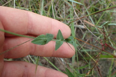 Hypericum gymnanthum