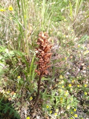 Orobanche minor