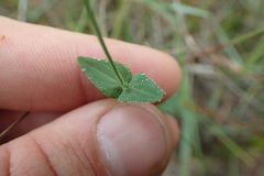 Hypericum gymnanthum
