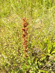 Orobanche minor