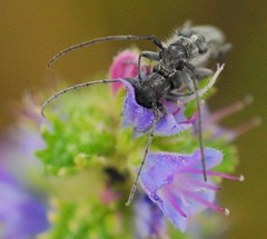 Phytoecia caerulescens