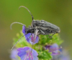 Phytoecia caerulescens