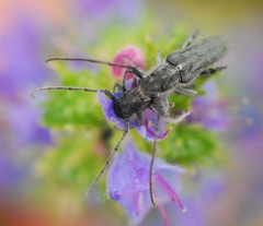 Phytoecia caerulescens