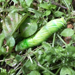 Endromis versicolora