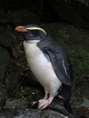 Eudyptes pachyrhynchus