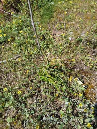 Trachyandra divaricata
