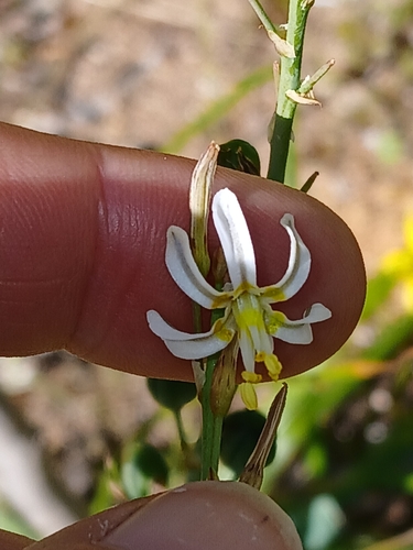 Trachyandra divaricata