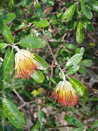 Image of Diplolaena dampieri by (c) naturewatchwidow, some rights reserved (CC BY)