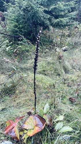 Ligularia sibirica iNat (3)