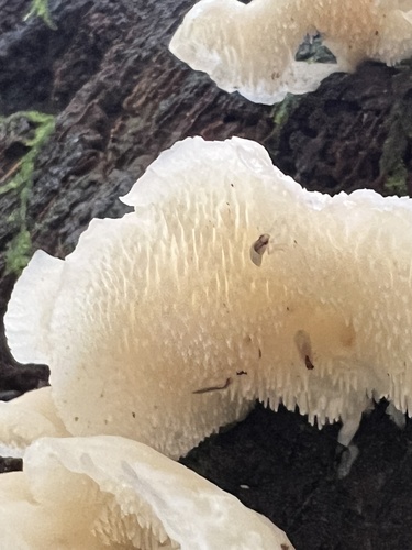 Pseudohydnum gelatinosum