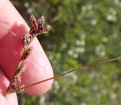 Image of Ficinia secunda by (c) Nicola van Berkel, some rights reserved (CC BY-SA)