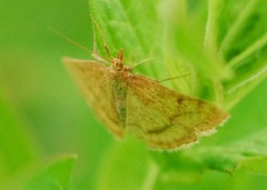 Psammotis pulveralis