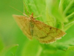 Psammotis pulveralis