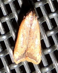 Dichomeris heriguronis