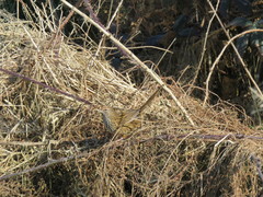 Poodytes punctatus punctatus