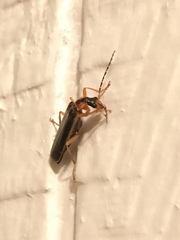 Podabrus brunnicollis