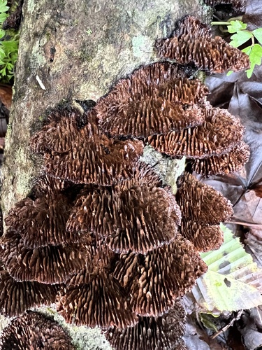 Daedaleopsis tricolor