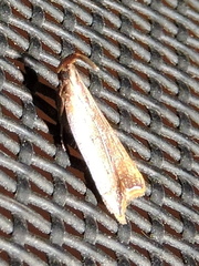 Dichomeris heriguronis