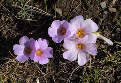 Oxalis laciniata