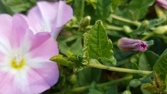 Convolvulus arvensis