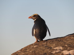 Eudyptes pachyrhynchus