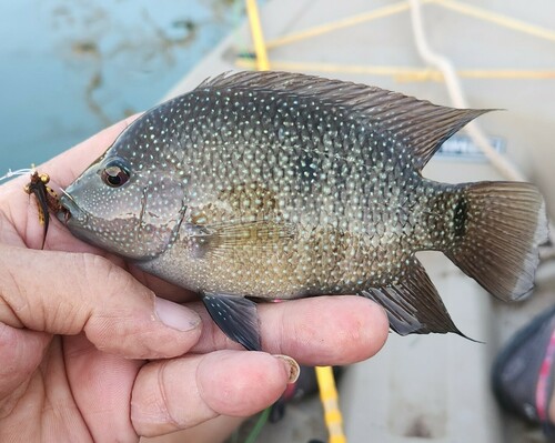 Texas Cichlid
