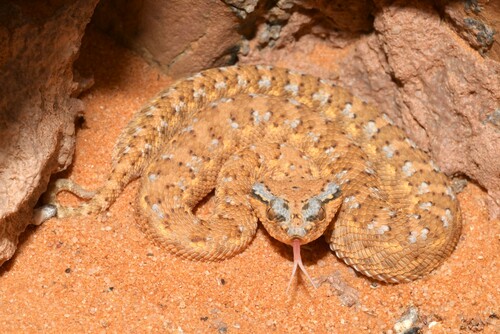 Arabian Horned Viper