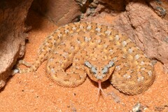 Arabian Horned Viper photo 5
