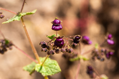 Calceolaria purpurea, photograph (c) Nicolás Villaseca Merino, some rights reserved (CC BY-SA)