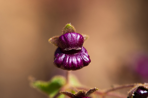 Calceolaria purpurea, photograph 5
