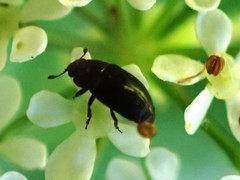 Brassicogethes aeneus