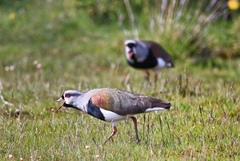 Vanellus chilensis fretensis