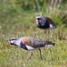 Fuegian Southern Lapwing - Photo (c) Sebastián Lescano, some rights reserved (CC BY-NC), uploaded by Sebastián Lescano