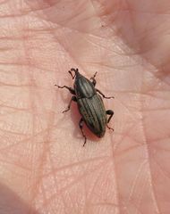Sphenophorus australis