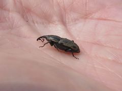 Sphenophorus australis