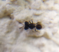 Cratomus megacephalus