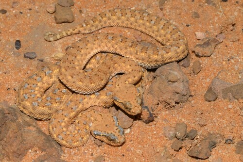 Arabian Horned Viper