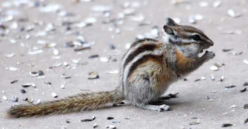 Least Chipmunk