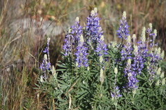 Lupinus burkei