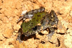 Wuchuan Frog photo 3