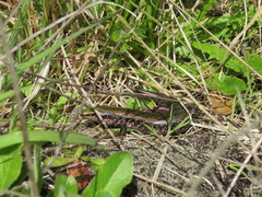 Oligosoma chloronoton