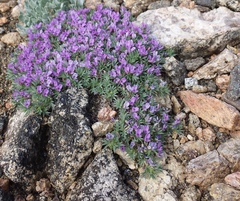 Astragalus kentrophyta tegetarius